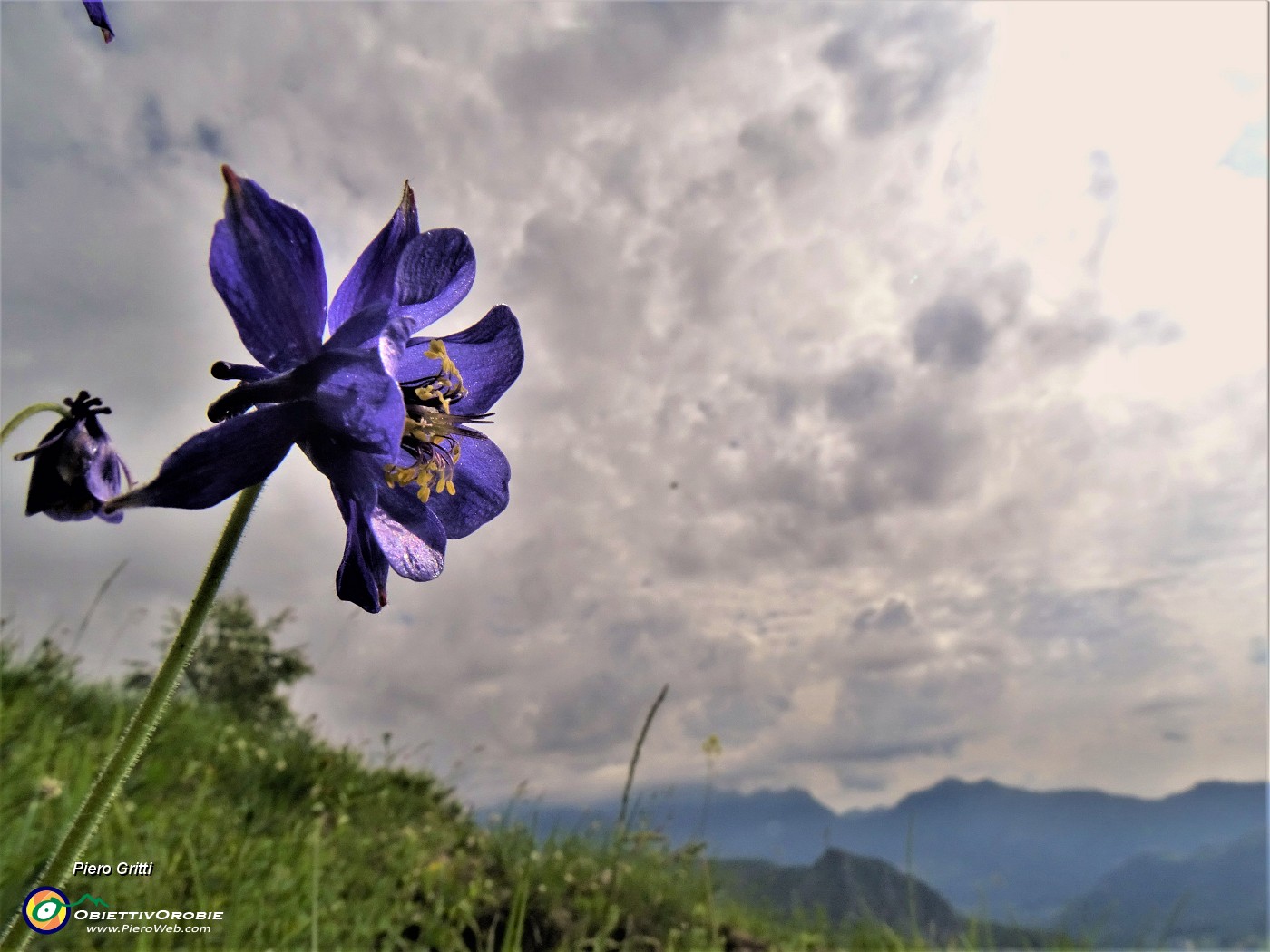 32 Aquilegia alpina (Aquilegia maggiore).JPG